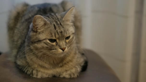 Gato Curioso Sentado Cadeira Fazendo Contato Visual Direto Felino Brincalhão — Vídeo de Stock