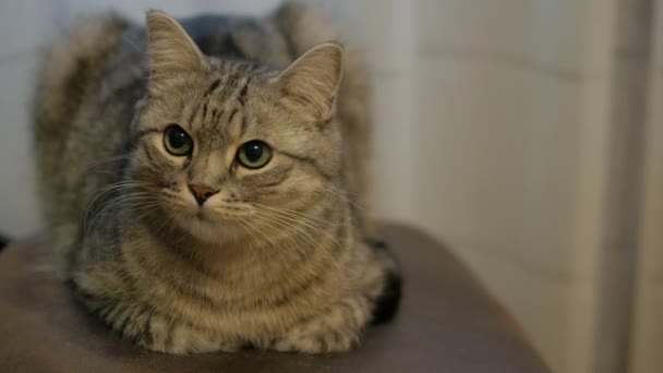 Любопытная Кошка Сидит Стуле Смотрит Прямо Глаза Игривый Кот Сидел — стоковое видео