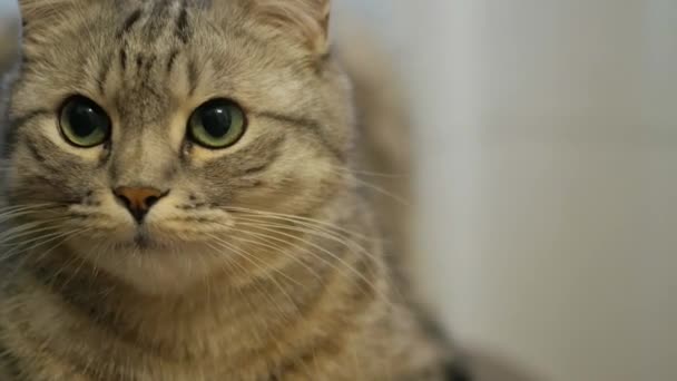Любопытная Кошка Сидит Стуле Смотрит Прямо Глаза Игривый Кот Сидел — стоковое видео