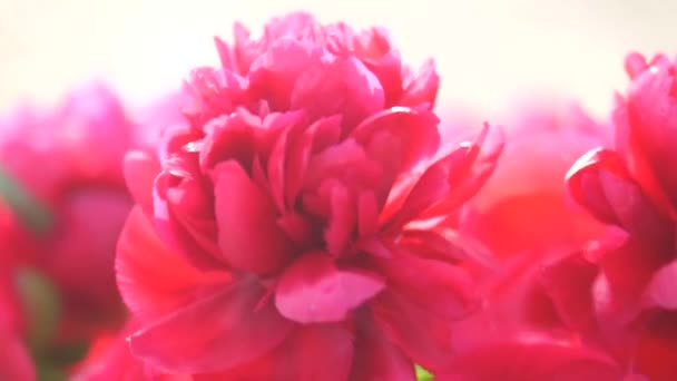 Fille Robe Orange Tenant Bouquet Pivoines Rouges Extérieur Une Jeune — Video