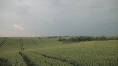 Bir buğday tarlası dramatik fırtınalı bir gökyüzü altında sallanıyor. Fırtınalı gri bulutların altındaki altın buğday tarlası. Canlı buğday ekinleri fırtınalı bulutlara karşı tezat oluşturuyor. Fırtına bulutları tepemizde toplanırken buğday tarlası parıldıyor. Buğday tarlasının altında dramatik bir manzara 