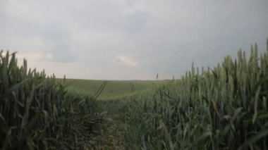 Bir buğday tarlası dramatik fırtınalı bir gökyüzü altında sallanıyor. Fırtınalı gri bulutların altındaki altın buğday tarlası. Canlı buğday ekinleri fırtınalı bulutlara karşı tezat oluşturuyor. Fırtına bulutları tepemizde toplanırken buğday tarlası parıldıyor. Buğday tarlasının altında dramatik bir manzara 