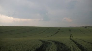 Bir buğday tarlası dramatik fırtınalı bir gökyüzü altında sallanıyor. Fırtınalı gri bulutların altındaki altın buğday tarlası. Canlı buğday ekinleri fırtınalı bulutlara karşı tezat oluşturuyor. Fırtına bulutları tepemizde toplanırken buğday tarlası parıldıyor. Buğday tarlasının altında dramatik bir manzara 