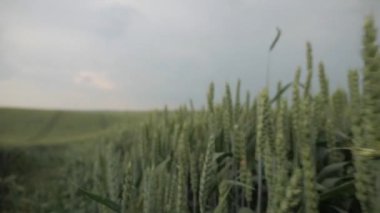 Bir buğday tarlası dramatik fırtınalı bir gökyüzü altında sallanıyor. Fırtınalı gri bulutların altındaki altın buğday tarlası. Canlı buğday ekinleri fırtınalı bulutlara karşı tezat oluşturuyor. Fırtına bulutları tepemizde toplanırken buğday tarlası parıldıyor. Buğday tarlasının altında dramatik bir manzara 