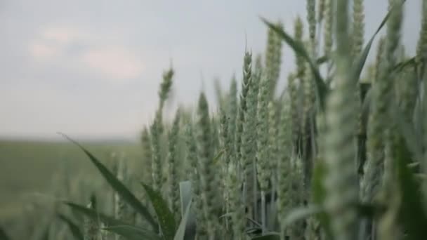 Pole Pšenice Houpe Pod Dramatickou Bouřlivou Oblohou Zlaté Pšeničné Pole — Stock video