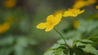 Ormanlık alanda güneşli sarı çiçekler. Çimenlikteki bir ormanda canlı sarı çiçeklerin yakın çekim görüntüsü. Ağaçların arasında açan güneşli sarı çiçekler. Ağaçlık bir alanda güneş ışığı altında sarı çiçeklerin detaylı görüntüsü. Ayakta duran parlak sarı çiçekler