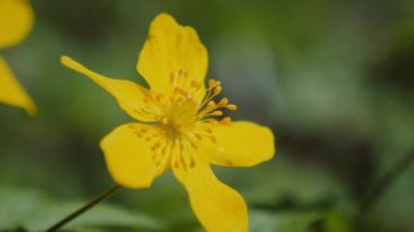 Ormanlık alanda güneşli sarı çiçekler. Çimenlikteki bir ormanda canlı sarı çiçeklerin yakın çekim görüntüsü. Ağaçların arasında açan güneşli sarı çiçekler. Ağaçlık bir alanda güneş ışığı altında sarı çiçeklerin detaylı görüntüsü. Ayakta duran parlak sarı çiçekler
