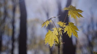 Canlı altın akçaağaç yaprağı yeşillikle çelişiyor. Sarı yapraklı, güneşli orman zemini. Ormanda parlak sarı sonbahar yaprağı. Sarı gazoz, yeşil orman manzarasına karşı. Yalnız sarı bir yaprak yeşil orman arka planıyla çelişiyor.