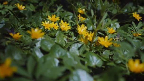 Flores Amarelas Iluminadas Pelo Sol Cenário Floresta Vista Perto Flores — Vídeo de Stock