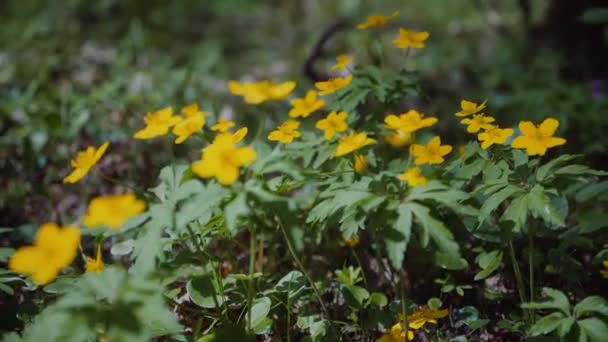 Flores Amarelas Iluminadas Pelo Sol Cenário Floresta Vista Perto Flores — Vídeo de Stock