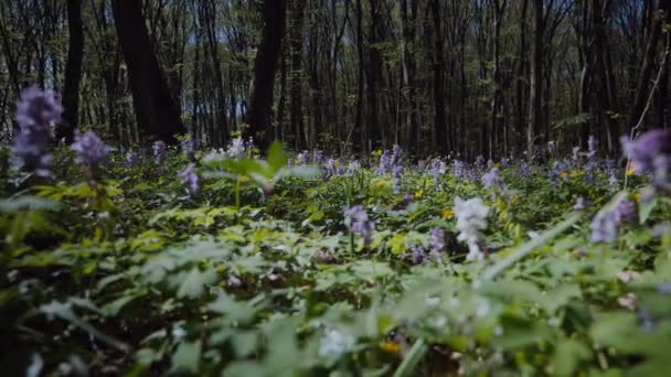 초원을 빛나는 야생화의 필드를 햇빛과 다채로운 무성한 가득한 숲에서 활기찬 — 비디오