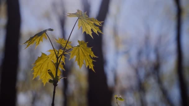 Lebendiges Goldenes Ahornblatt Kontrastiert Mit Grün Sonnendurchfluteter Waldboden Mit Auffallend — Stockvideo