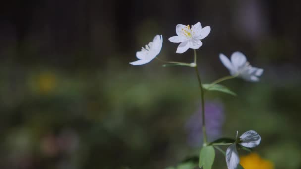Çiçekli Bir Orman Çayırında Güneş Parlıyor Parlak Güneş Işınları Bir — Stok video
