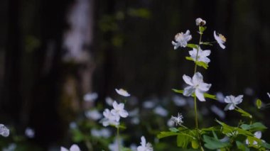 Çiçekli bir orman çayırında güneş parlıyor. Parlak güneş ışınları bir kır çiçeği tarlasını aydınlatıyor. Güneş ışığı ve renkli çiçeklerle aydınlanan yemyeşil orman. Çiçeklerle dolu bir ormanda güneşli bir gün. Güneş ışığı, canlı çiçeklerin arasından süzülüyor..