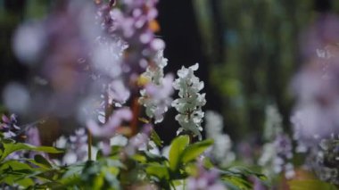 Çiçekli bir orman çayırında güneş parlıyor. Parlak güneş ışınları bir kır çiçeği tarlasını aydınlatıyor. Güneş ışığı ve renkli çiçeklerle aydınlanan yemyeşil orman. Çiçeklerle dolu bir ormanda güneşli bir gün. Güneş ışığı, canlı çiçeklerin arasından süzülüyor..