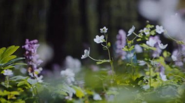 Çiçekli bir orman çayırında güneş parlıyor. Parlak güneş ışınları bir kır çiçeği tarlasını aydınlatıyor. Güneş ışığı ve renkli çiçeklerle aydınlanan yemyeşil orman. Çiçeklerle dolu bir ormanda güneşli bir gün. Güneş ışığı, canlı çiçeklerin arasından süzülüyor..