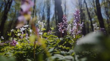 Çiçekli bir orman çayırında güneş parlıyor. Parlak güneş ışınları bir kır çiçeği tarlasını aydınlatıyor. Güneş ışığı ve renkli çiçeklerle aydınlanan yemyeşil orman. Çiçeklerle dolu bir ormanda güneşli bir gün. Güneş ışığı, canlı çiçeklerin arasından süzülüyor..