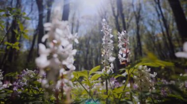 Çiçekli bir orman çayırında güneş parlıyor. Parlak güneş ışınları bir kır çiçeği tarlasını aydınlatıyor. Güneş ışığı ve renkli çiçeklerle aydınlanan yemyeşil orman. Çiçeklerle dolu bir ormanda güneşli bir gün. Güneş ışığı, canlı çiçeklerin arasından süzülüyor..
