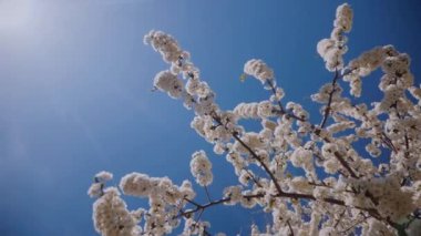 Açık mavi gökyüzünün altındaki ağaç dallarında güzel beyaz çiçekler. Zarif beyaz çiçekler canlı mavi bir gökyüzü arkaplanına karşı tam çiçeklenir. Derin mavi bir gökyüzünün arka planına serpilmiş beyaz çiçeklerin durgun manzarası. 