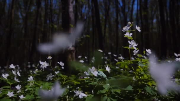 초원을 빛나는 야생화의 필드를 햇빛과 다채로운 무성한 가득한 숲에서 활기찬 — 비디오