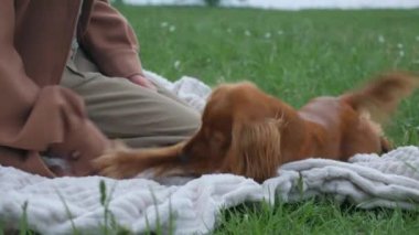 Mutlu kadın ve tüylü arkadaşı parkta güneşli bir günün tadını çıkarıyorlar. Parkta neşeli kahverengi bir köpek olan Cocker Spaniel ile etkileşime giren bir kadın. Gülümseyen kadın, açık havada dost canlısı kahverengi bir köpeği okşuyor. Bir kadın ve kahverengi köpeği arasında sakin bir an.