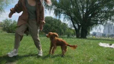 Mutlu kadın ve tüylü arkadaşı parkta güneşli bir günün tadını çıkarıyorlar. Parkta neşeli kahverengi bir köpek olan Cocker Spaniel ile etkileşime giren bir kadın. Gülümseyen kadın, açık havada dost canlısı kahverengi bir köpeği okşuyor. Bir kadın ve kahverengi köpeği arasında sakin bir an.