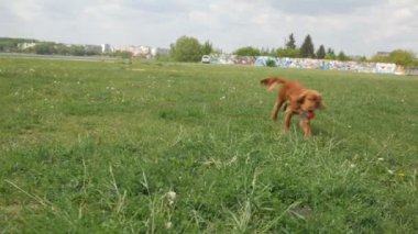 Mutlu kadın ve tüylü arkadaşı parkta güneşli bir günün tadını çıkarıyorlar. Parkta neşeli kahverengi bir köpek olan Cocker Spaniel ile etkileşime giren bir kadın. Gülümseyen kadın, açık havada dost canlısı kahverengi bir köpeği okşuyor. Bir kadın ve kahverengi köpeği arasında sakin bir an.