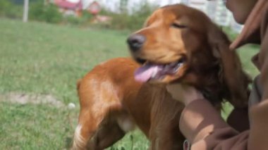 Mutlu kadın ve tüylü arkadaşı parkta güneşli bir günün tadını çıkarıyorlar. Parkta neşeli kahverengi bir köpek olan Cocker Spaniel ile etkileşime giren bir kadın. Gülümseyen kadın, açık havada dost canlısı kahverengi bir köpeği okşuyor. Bir kadın ve kahverengi köpeği arasında sakin bir an.