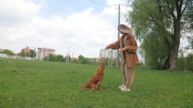 Mutlu kadın ve tüylü arkadaşı parkta güneşli bir günün tadını çıkarıyorlar. Parkta neşeli kahverengi bir köpek olan Cocker Spaniel ile etkileşime giren bir kadın. Gülümseyen kadın, açık havada dost canlısı kahverengi bir köpeği okşuyor. Bir kadın ve kahverengi köpeği arasında sakin bir an.