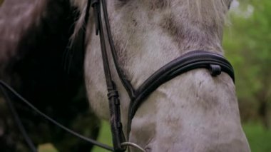 Huzurlu orman ortamında at besleyen bir kadın. Kadının yürüdüğü ve atla ağaçlar arasında bağ kurduğu huzurlu bir an. Sakin orman sahnesinde at ve kadın arasındaki bağ. Tarlada atlara sevgi gösteren bir kadın. At okşayan kadın. 