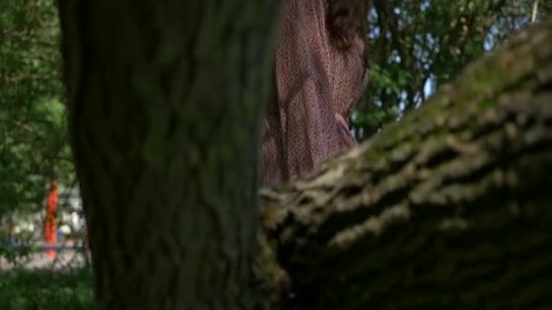 Жінка Елегантній Сукні Йде Через Мирне Лісове Оточення Безтурботний Епізод — стокове відео