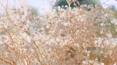 Cam vazoda kurumuş çiçekler, yakın çekim. Vazodaki kurumuş çiçeklerin detaylı görüntüsü. Soyutlama, doku, görüntü. Dekoratif vazoda solmuş çiçekleri yakından çek. Makro resim bir vazoda sergilenen kurumuş bitki örtüsü. 