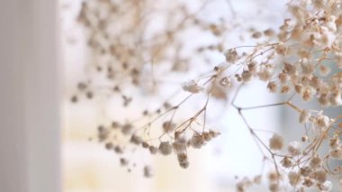 Cam vazoda kurumuş çiçekler, yakın çekim. Vazodaki kurumuş çiçeklerin detaylı görüntüsü. Soyutlama, doku, görüntü. Dekoratif vazoda solmuş çiçekleri yakından çek. Makro resim bir vazoda sergilenen kurumuş bitki örtüsü. 