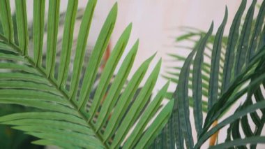 Canlı yeşil palmiye bitkisi yakın planda kalır. Yakından bir palmiye bitkisinin yemyeşil yaprakları. Tropikal palmiye yapraklarının detaylı görüntüsü. Yeşil palmiye yaprakları birbirine yakın, karmaşık dokuları var. Sağlıklı bir palmiye bitkisinin canlı yapraklarını yakından çek.