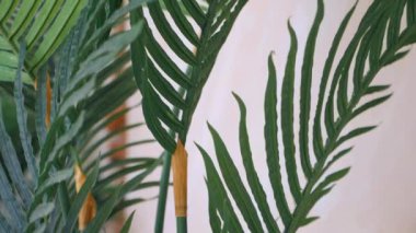 Canlı yeşil palmiye bitkisi yakın planda kalır. Yakından bir palmiye bitkisinin yemyeşil yaprakları. Tropikal palmiye yapraklarının detaylı görüntüsü. Yeşil palmiye yaprakları birbirine yakın, karmaşık dokuları var. Sağlıklı bir palmiye bitkisinin canlı yapraklarını yakından çek.