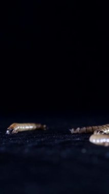 Dikey, Zophobas morio, larva, tırtıl geceleri yerde sürünür. Kapatın. Karanlıktaki çirkin solucanlar, kurtçuklar.