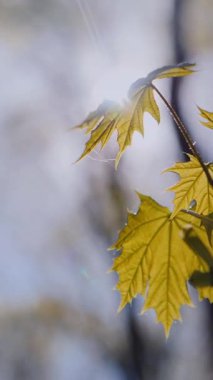 Dikey. Canlı altın akçaağaç yaprağı yeşillikle çelişiyor. Sarı yapraklı, güneşli orman zemini. Ormanda parlak sarı sonbahar yaprağı. Yeşil orman sahnesine karşı sarı gazoz.