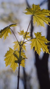 Dikey. Canlı altın akçaağaç yaprağı yeşillikle çelişiyor. Sarı yapraklı, güneşli orman zemini. Ormanda parlak sarı sonbahar yaprağı. Yeşil orman sahnesine karşı sarı gazoz.