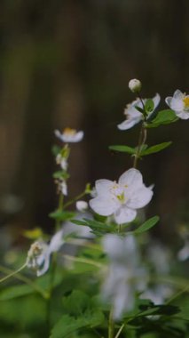 Dikey. Çiçekli bir orman çayırında güneş parlıyor. Parlak güneş ışınları bir kır çiçeği tarlasını aydınlatıyor. Güneş ışığı ve renkli çiçeklerle aydınlanan yemyeşil orman. Çiçeklerle dolu bir ormanda güneşli bir gün.