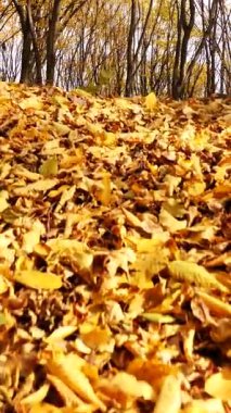 Dikey. Sonbahar ormanı. Parkta ağaçların yaprakları sararır. Ormanın zeminini kaplayan renkli sonbahar yaprakları. Altın yapraklar yapraklardan bir halı oluşturuyor. Yerde sarı yapraklar olan sakin bir sonbahar sahnesi. Canlı sonbahar ormanı