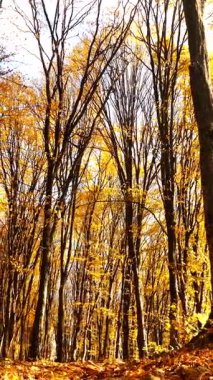 Dikey. Sonbahar ormanı. Parkta ağaçların yaprakları sararır. Ormanın zeminini kaplayan renkli sonbahar yaprakları. Altın yapraklar yapraklardan bir halı oluşturuyor. Yerde sarı yapraklar olan sakin bir sonbahar sahnesi. Canlı sonbahar ormanı