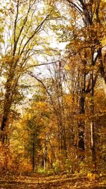 Dikey. Sonbahar ormanı. Parkta ağaçların yaprakları sararır. Ormanın zeminini kaplayan renkli sonbahar yaprakları. Altın yapraklar yapraklardan bir halı oluşturuyor. Yerde sarı yapraklar olan sakin bir sonbahar sahnesi. Canlı sonbahar ormanı