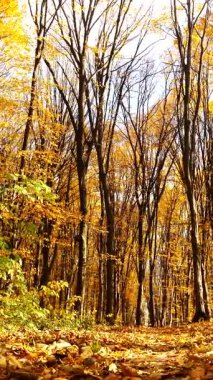 Dikey. Sonbahar ormanı. Parkta ağaçların yaprakları sararır. Ormanın zeminini kaplayan renkli sonbahar yaprakları. Altın yapraklar yapraklardan bir halı oluşturuyor. Yerde sarı yapraklar olan sakin bir sonbahar sahnesi. Canlı sonbahar ormanı
