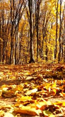 Dikey. Sonbahar ormanı. Parkta ağaçların yaprakları sararır. Ormanın zeminini kaplayan renkli sonbahar yaprakları. Altın yapraklar yapraklardan bir halı oluşturuyor. Yerde sarı yapraklar olan sakin bir sonbahar sahnesi. Canlı sonbahar ormanı