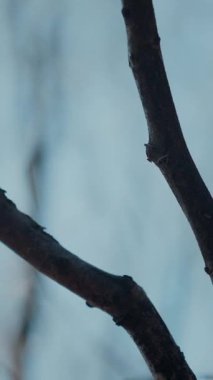 Dikey. Gökyüzüne doğru uzanan yalnız bir ağaç. Kış dalları maviye karşı siluetlendi. Yapraksız ağacın katıksız güzelliği. Ağaç kabuğu. Orman, ağaç, doğa, doku. Çorak dallar için sakin bir arkaplan.