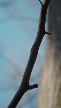 Dikey. Gökyüzüne doğru uzanan yalnız bir ağaç. Kış dalları maviye karşı siluetlendi. Yapraksız ağacın katıksız güzelliği. Ağaç kabuğu. Orman, ağaç, doğa, doku. Çorak dallar için sakin bir arkaplan.