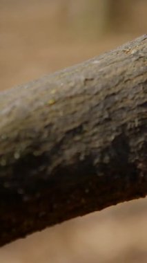 Dikey. Gökyüzüne doğru uzanan yalnız bir ağaç. Kış dalları maviye karşı siluetlendi. Yapraksız ağacın katıksız güzelliği. Ağaç kabuğu. Orman, ağaç, doğa, doku. Çorak dallar için sakin bir arkaplan.