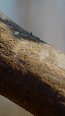 Dikey. Gökyüzüne doğru uzanan yalnız bir ağaç. Kış dalları maviye karşı siluetlendi. Yapraksız ağacın katıksız güzelliği. Ağaç kabuğu. Orman, ağaç, doğa, doku. Çorak dallar için sakin bir arkaplan.