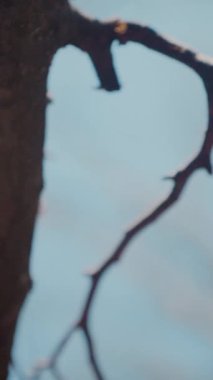 Dikey. Gökyüzüne doğru uzanan yalnız bir ağaç. Kış dalları maviye karşı siluetlendi. Yapraksız ağacın katıksız güzelliği. Ağaç kabuğu. Orman, ağaç, doğa, doku. Çorak dallar için sakin bir arkaplan.