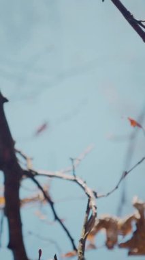 Dikey. Gökyüzüne doğru uzanan yalnız bir ağaç. Kış dalları maviye karşı siluetlendi. Yapraksız ağacın katıksız güzelliği. Ağaç kabuğu. Orman, ağaç, doğa, doku. Çorak dallar için sakin bir arkaplan.